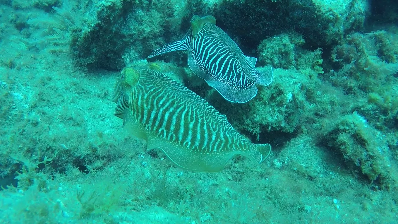 Diving & Snorkeling in Haría