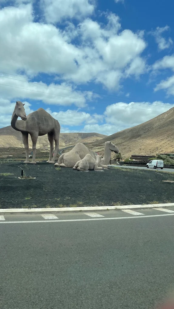 Camel Riding in Teguise photo 2