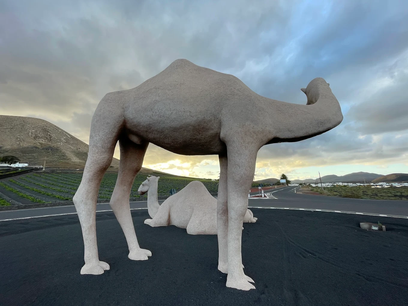 Camel Riding in Teguise photo 3