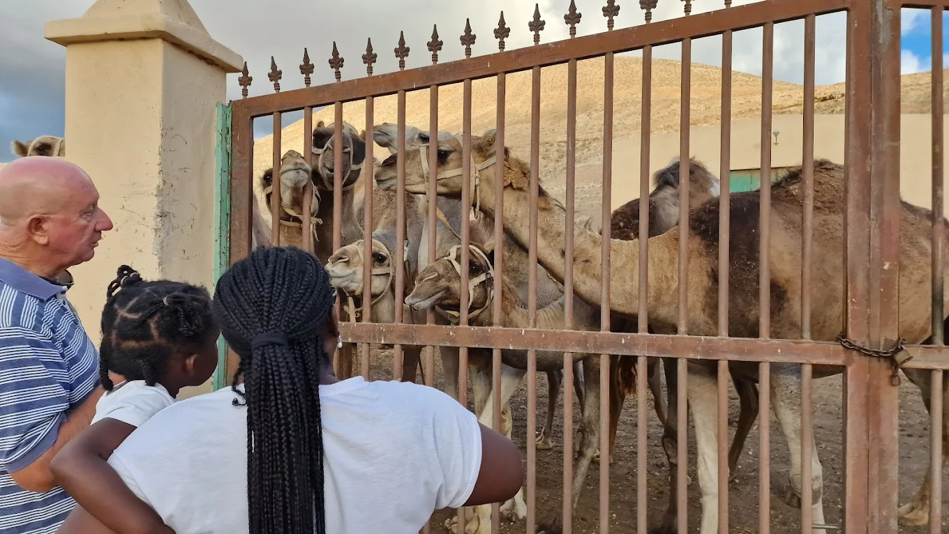 Camel Riding in Teguise photo 5