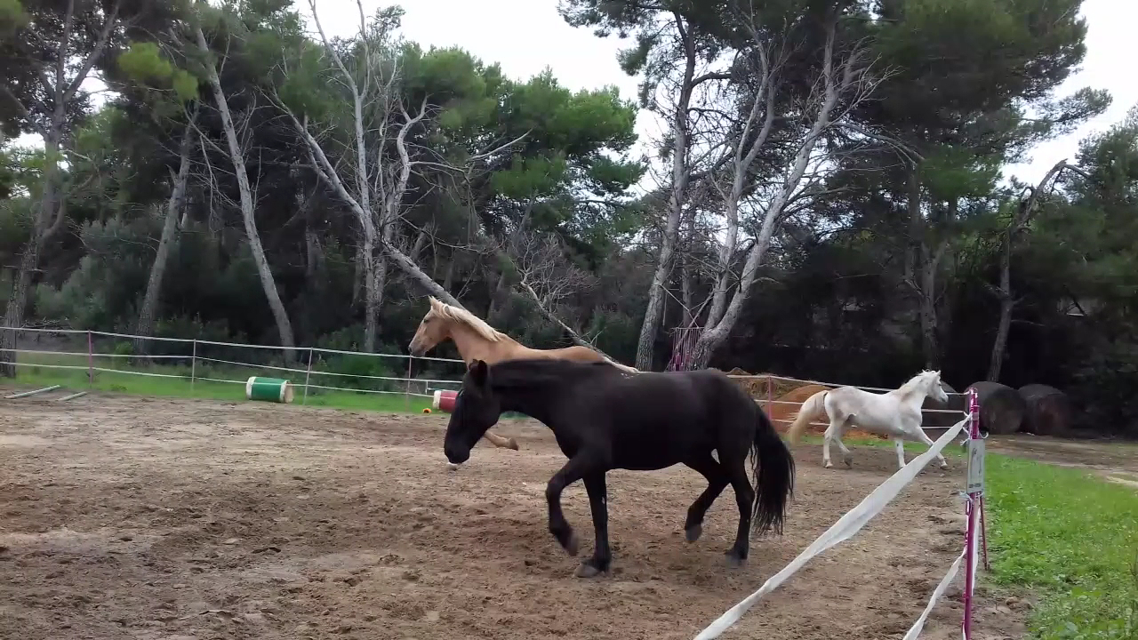 Horseback Riding in Cala Agulla photo 3