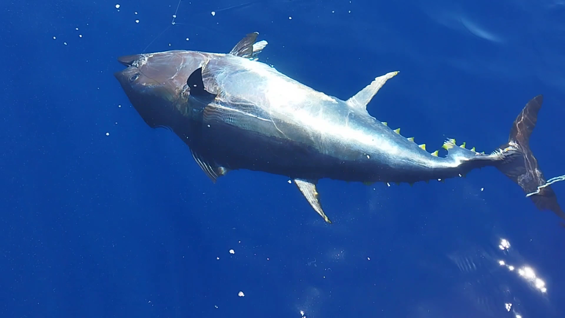 Fishing Charter in Cala Blava photo 3
