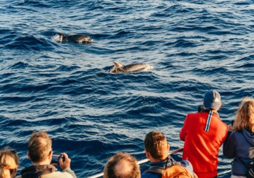 Whale Watching in Cala Agulla photo 2