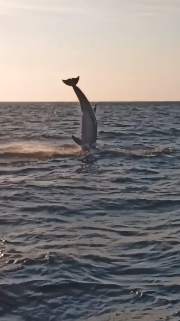 Whale Watching in Cala Agulla photo 3