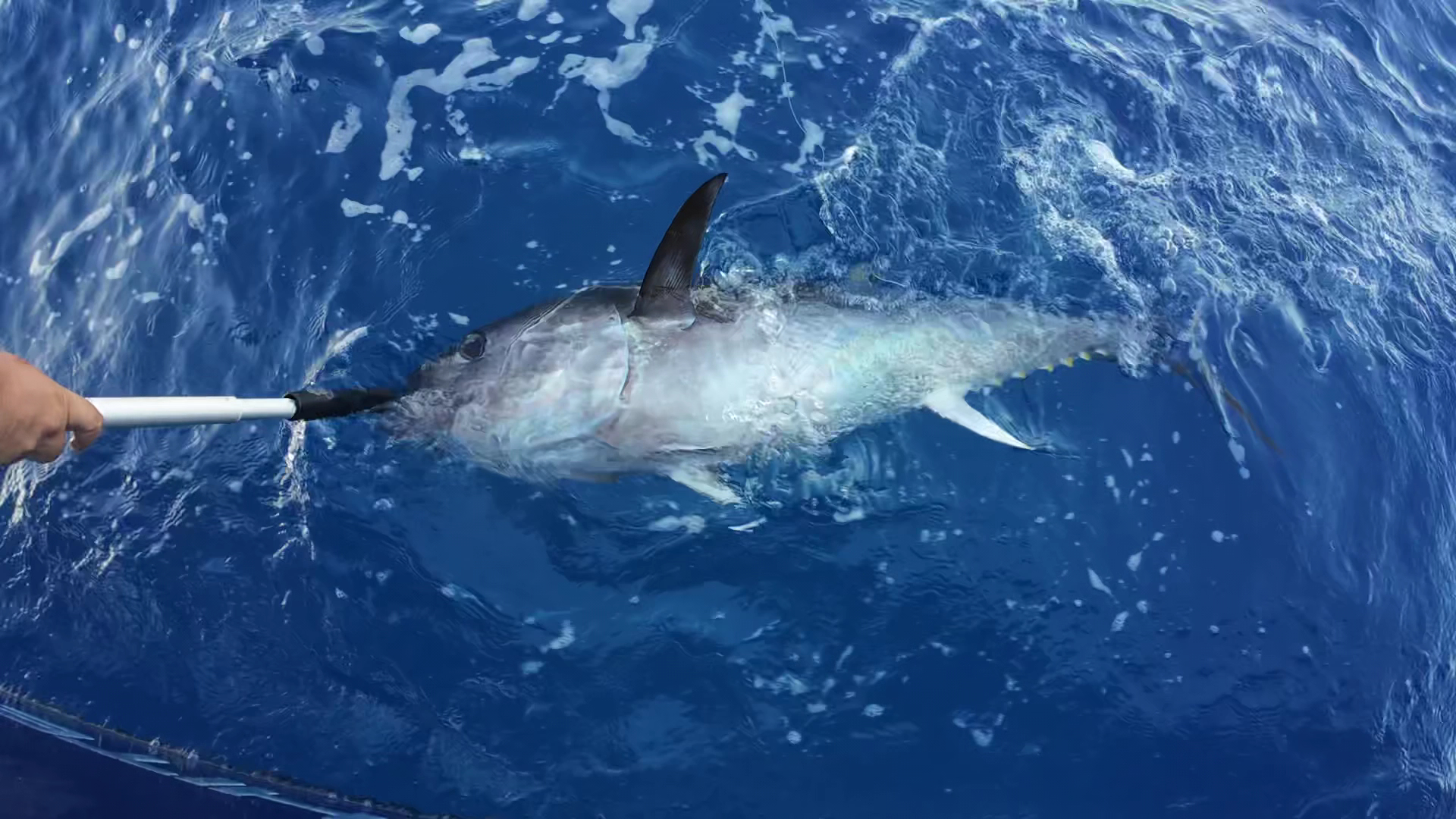 Fishing Charter in Cala Agulla photo 3