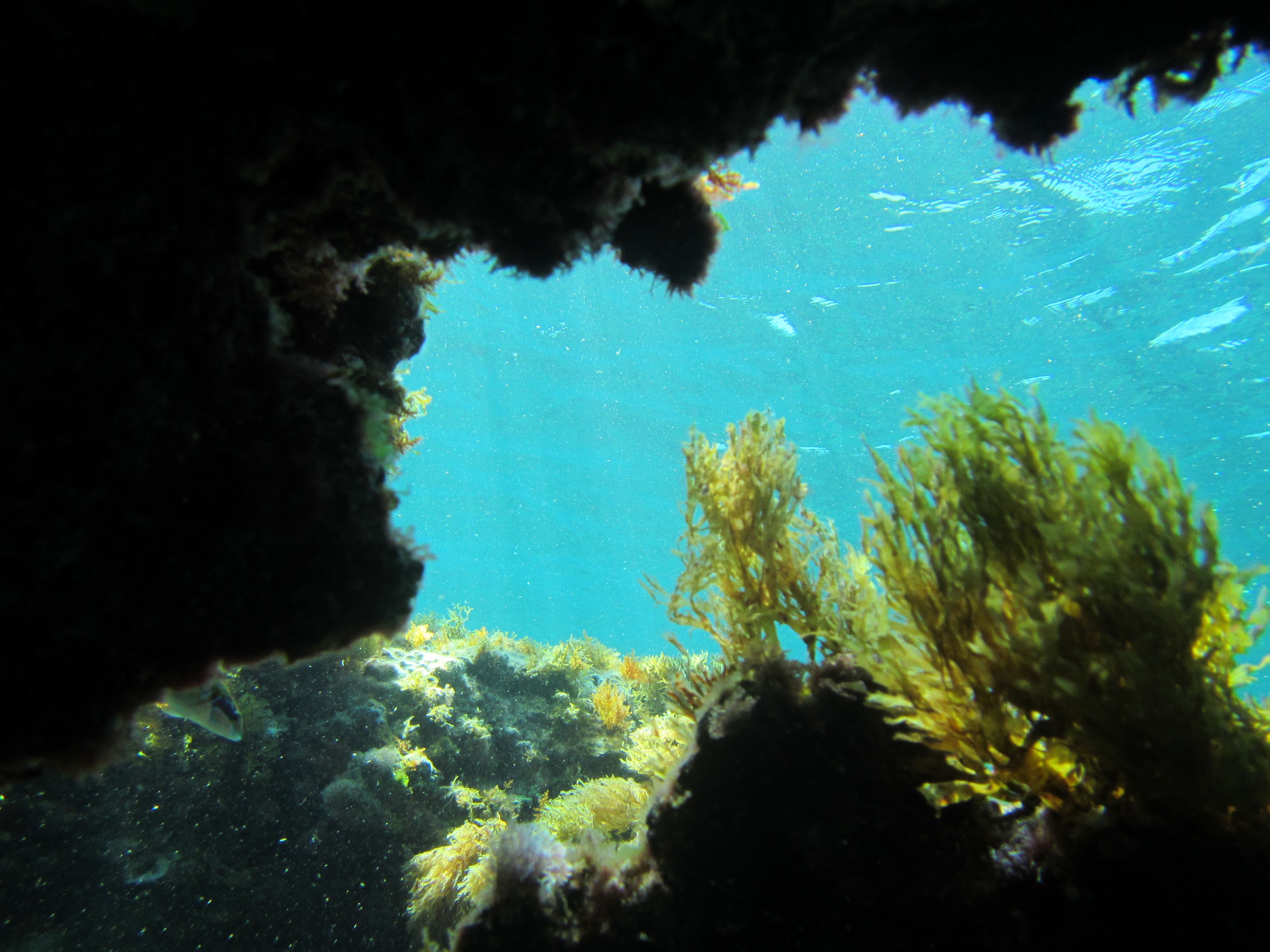 Freediving in Cala Millor photo 2