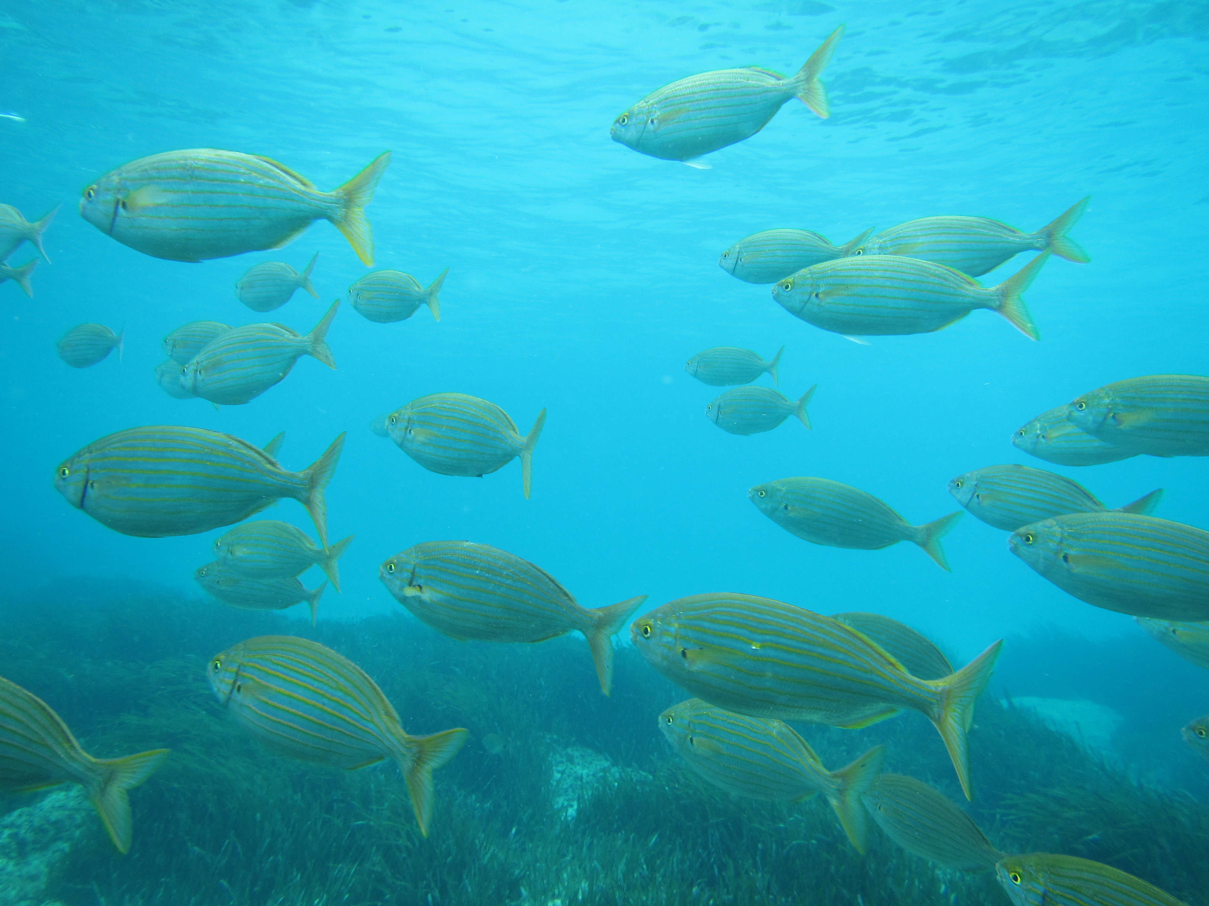 Freediving in Cala Millor photo 3