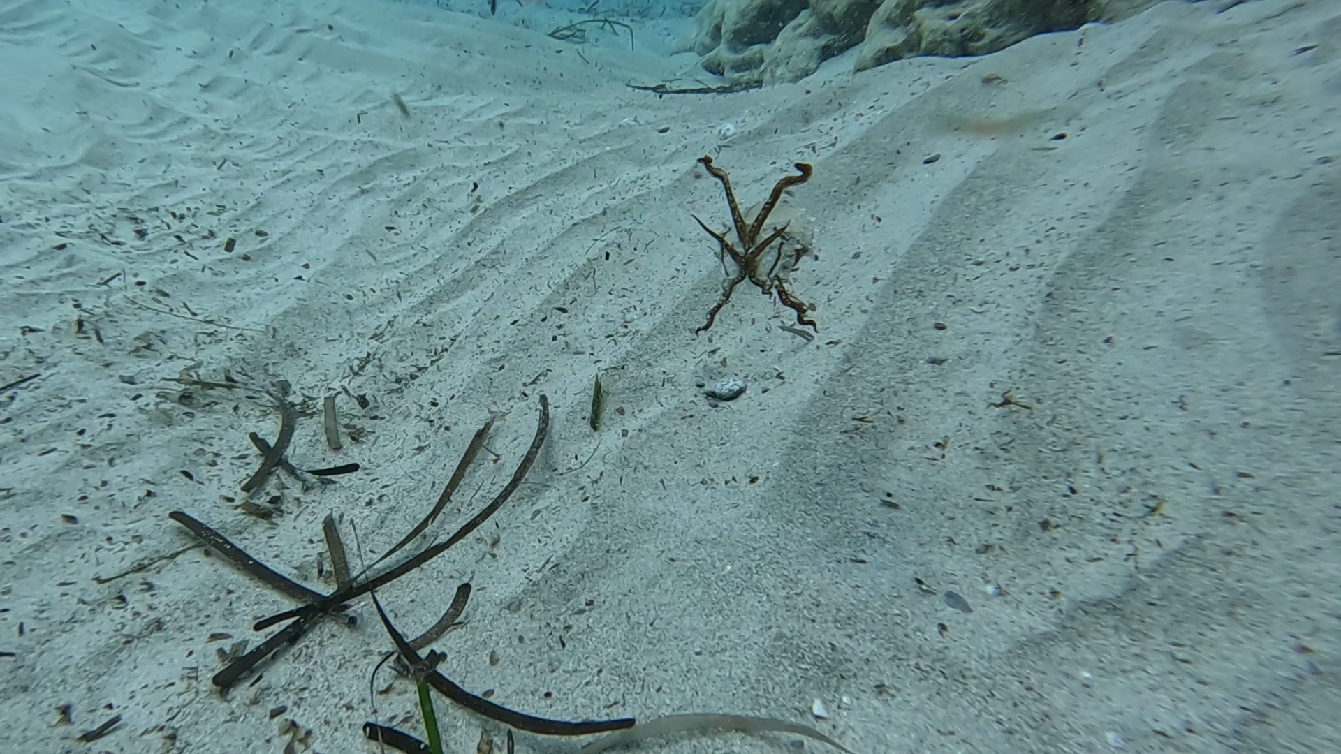 Scuba Courses in Cala Mesquida photo 2