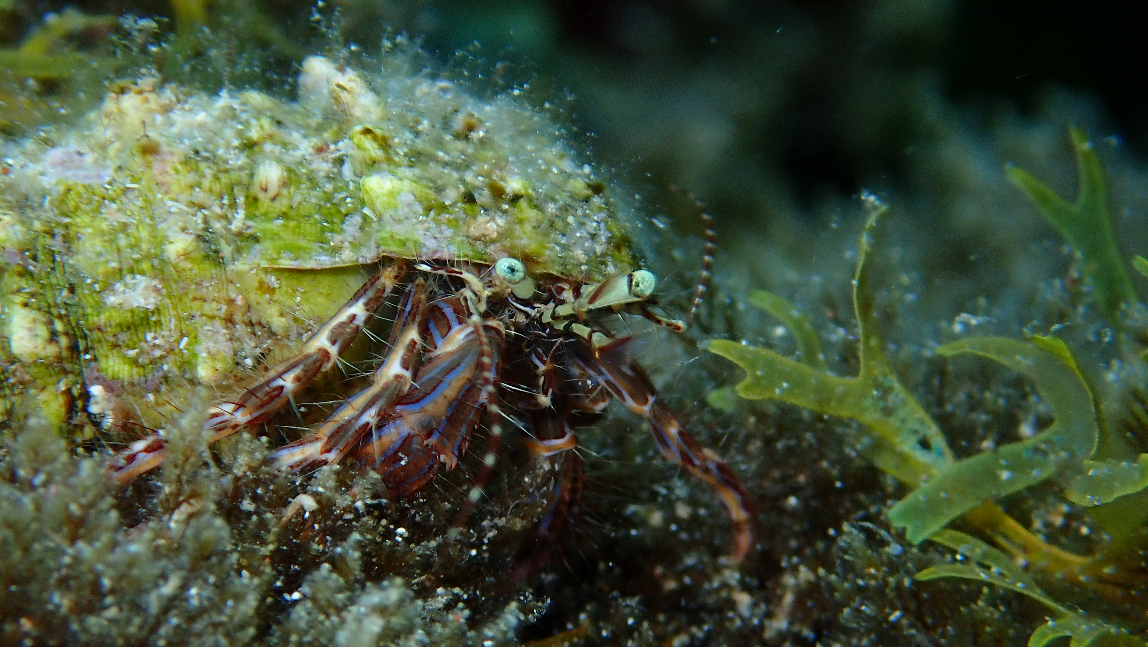 Scuba Courses in Cala Mesquida photo 4