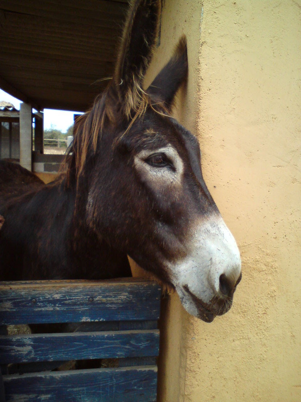 Horseback Riding in Porto Cristo photo 2