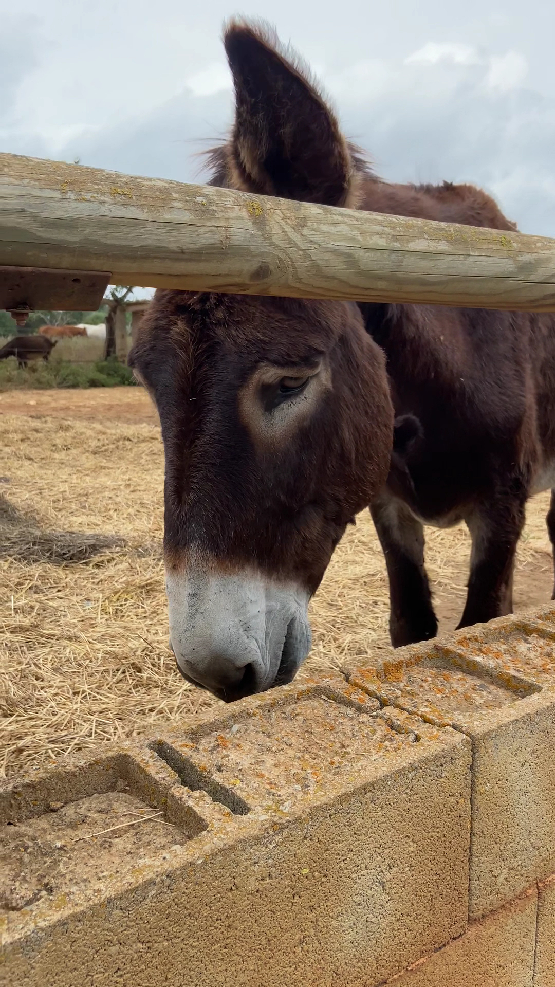 Horseback Riding in Porto Cristo photo 3