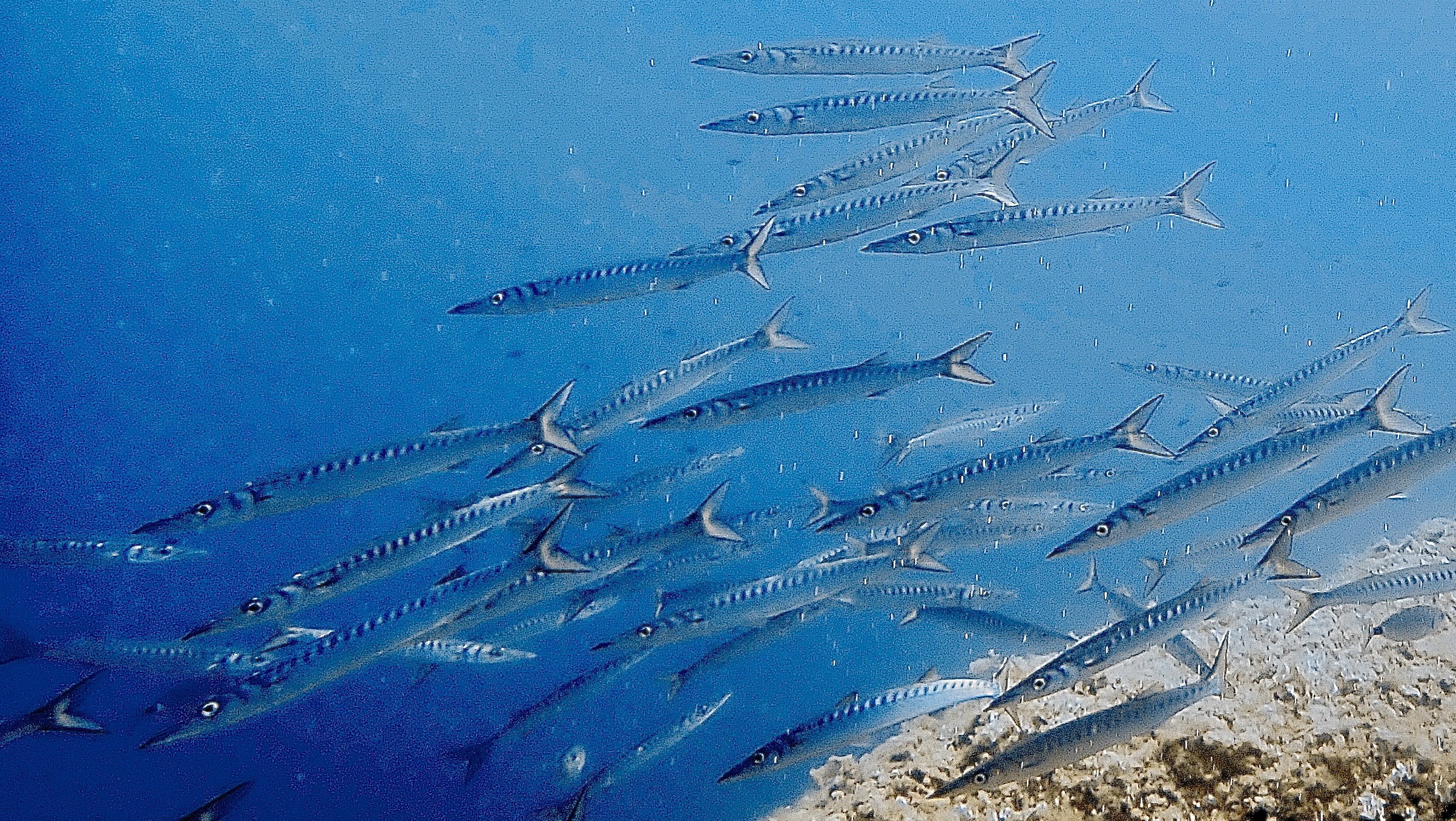 Diving & Snorkeling in Cala Major photo 5