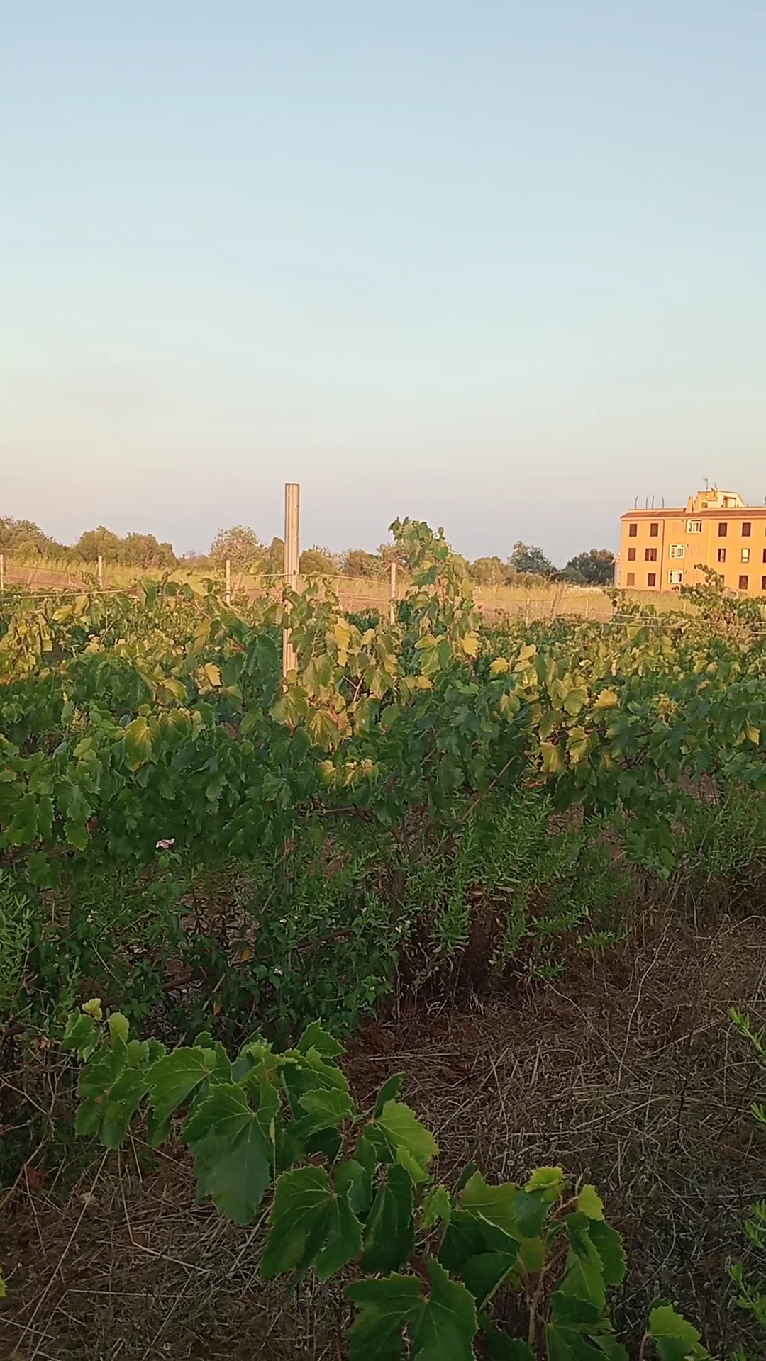 Wine Tasting in Cala d'Or photo 3