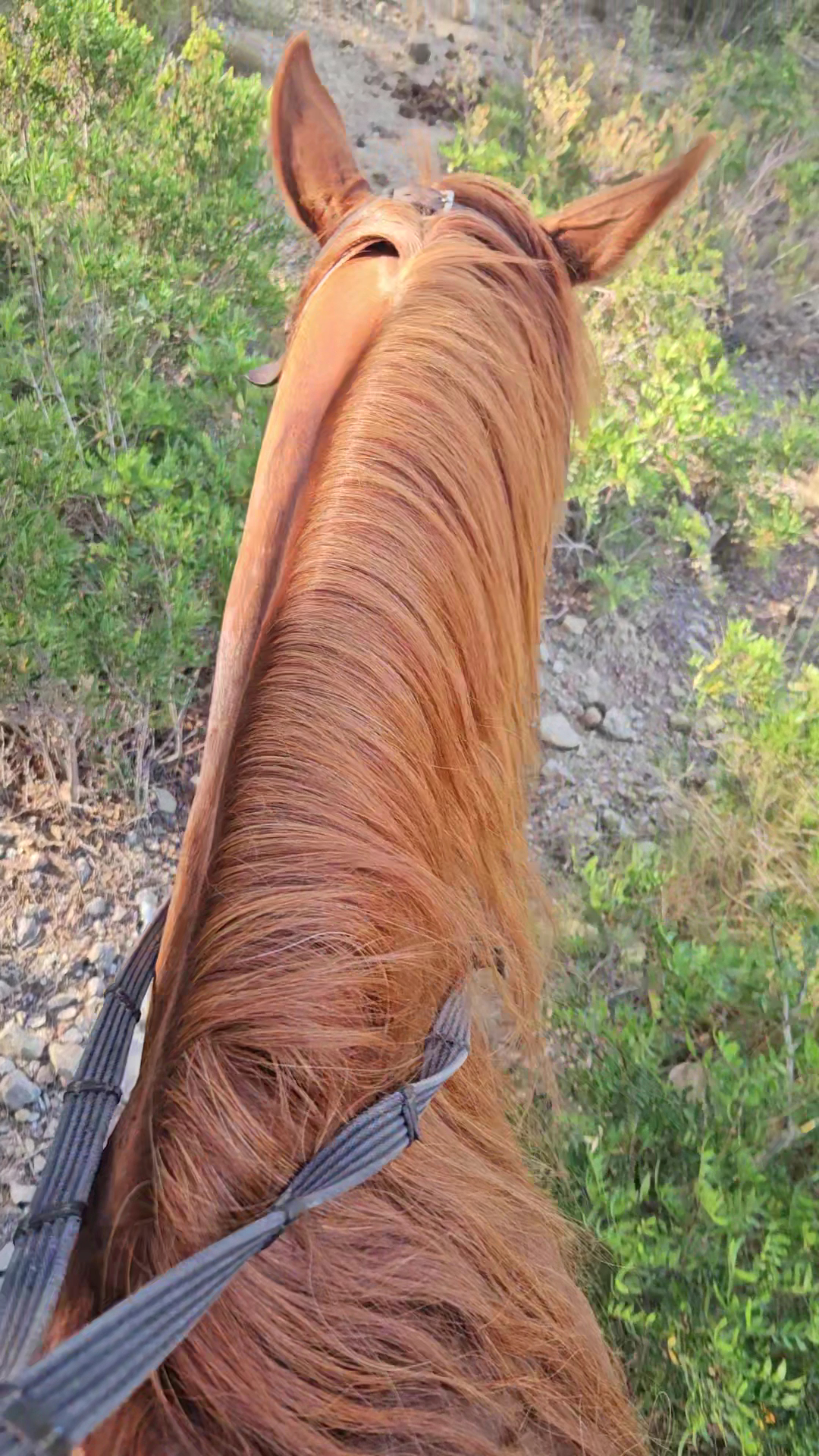 Horseback Riding in Illetes photo 2