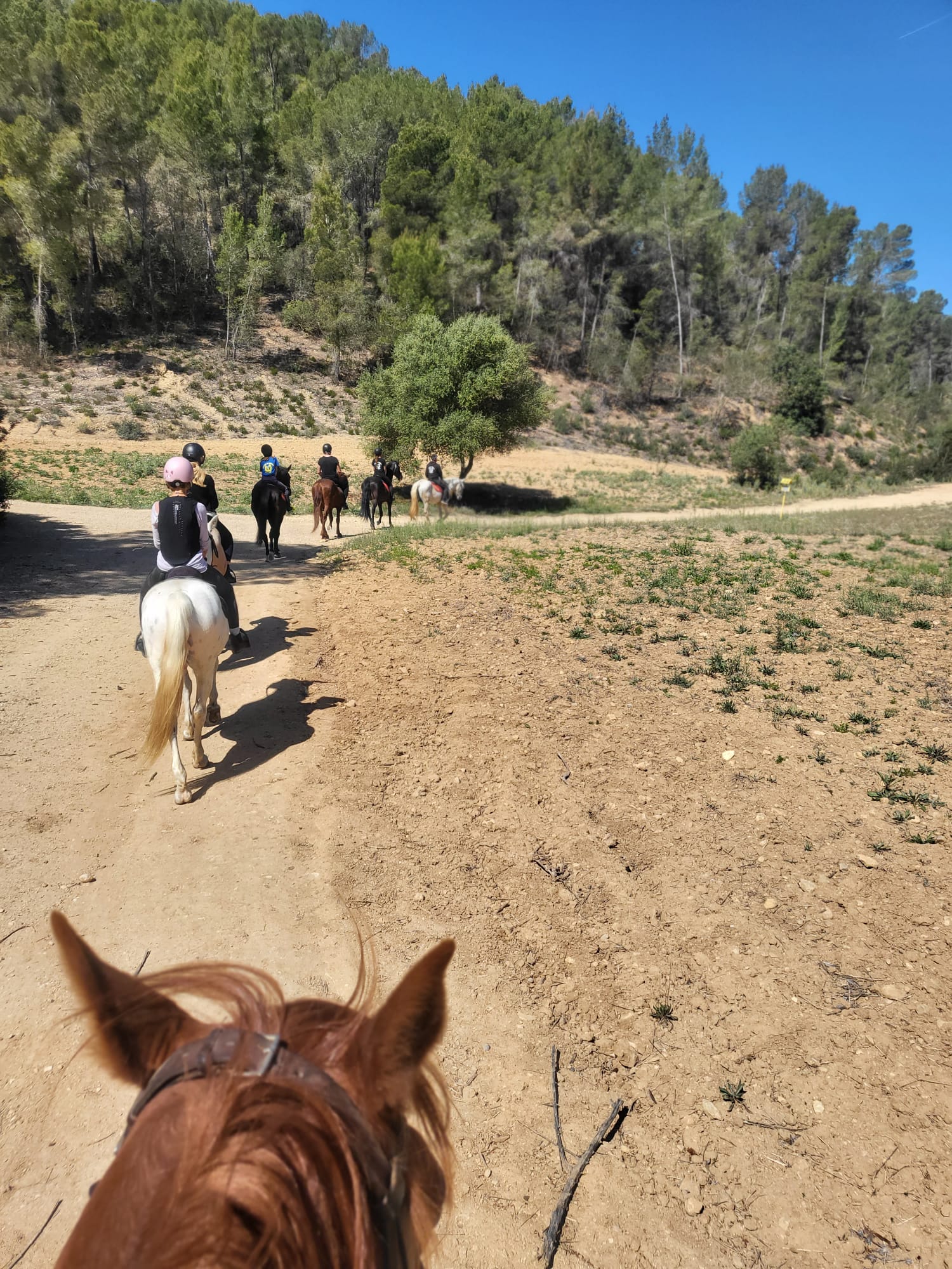 Horseback Riding in Illetes photo 4