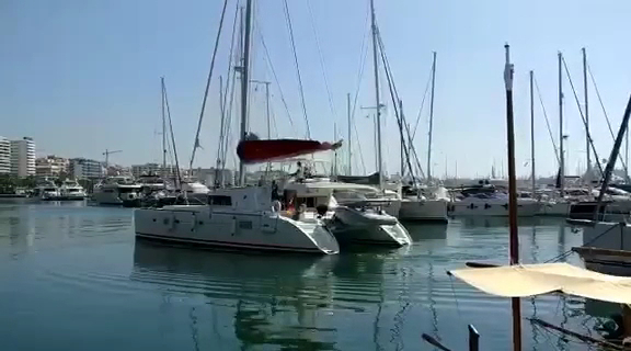 Dolphin Watching in Palma photo 3