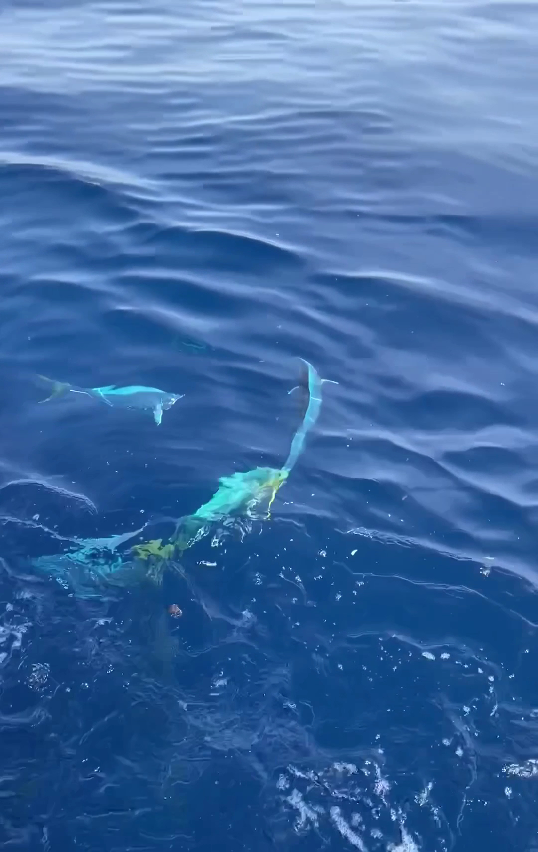 Fishing Charter in Cala Santanyí photo 3