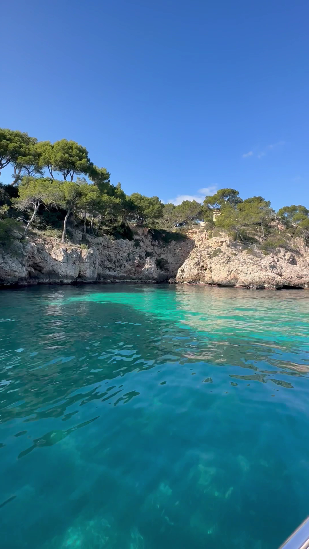 Dolphin Watching in Portals Nous photo 4