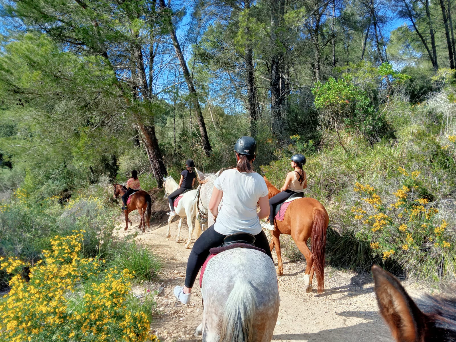 Horseback Riding in Cala Blava photo 4