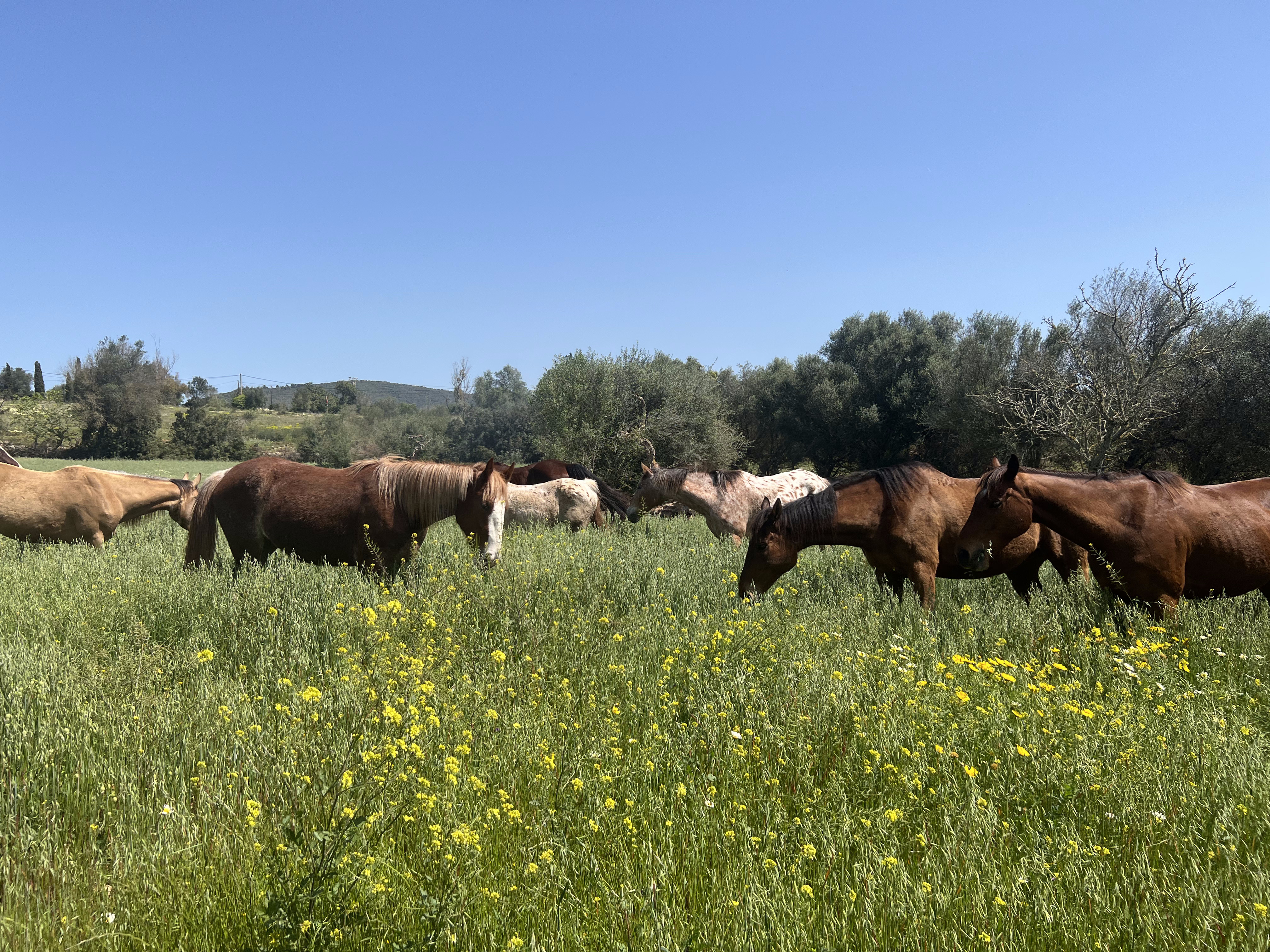 Horseback Riding in Cala Blava photo 5