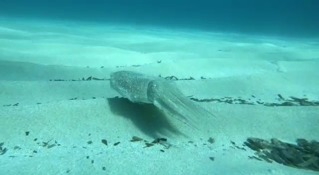Freediving in Can Picafort photo 4
