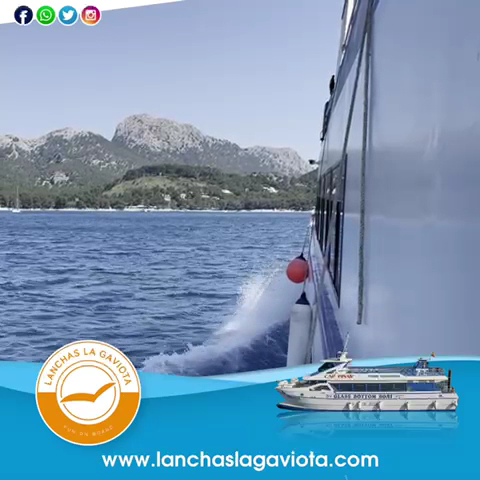 Dolphin Watching in Pollença photo 3
