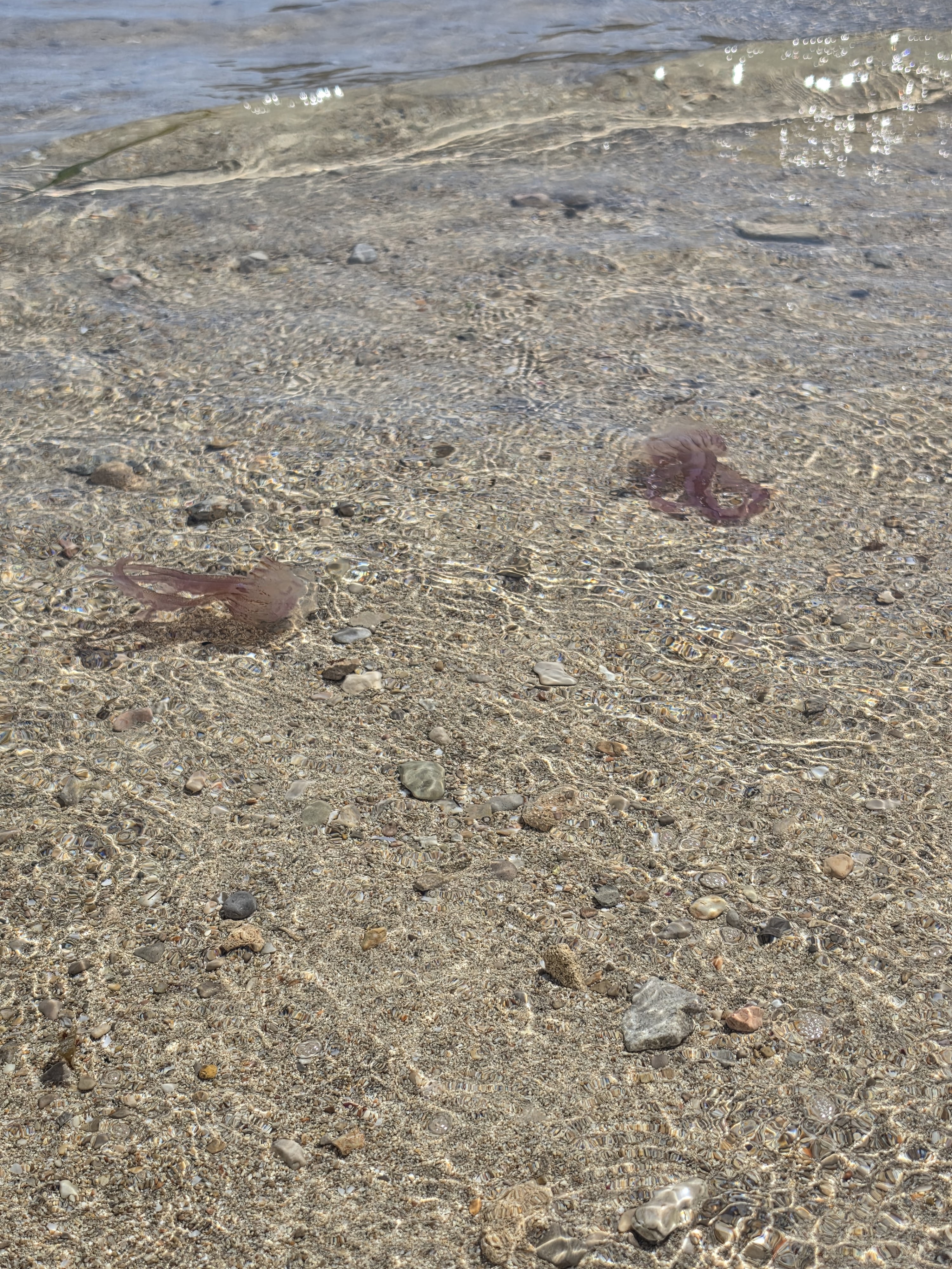 Snorkeling in Cala San Vicente photo 2