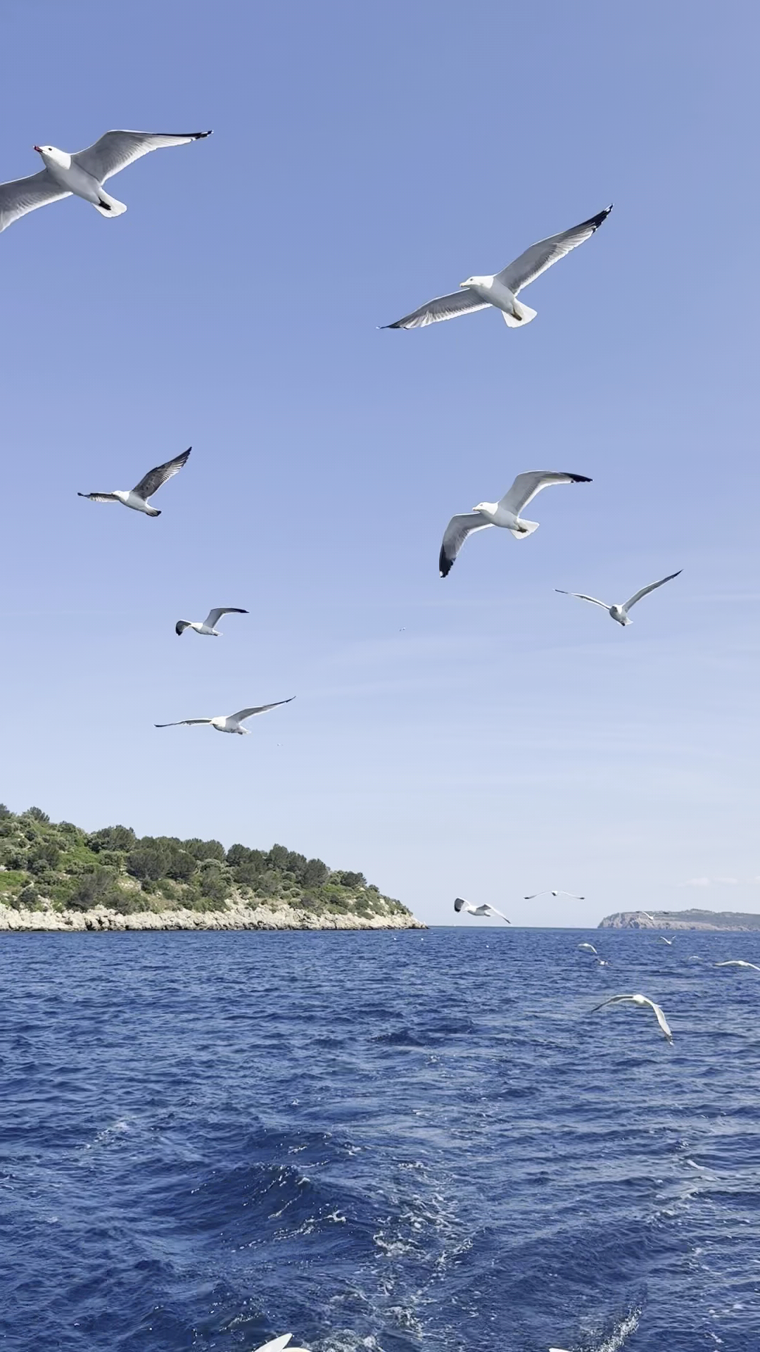 Sailing Lessons in Pollença photo 3