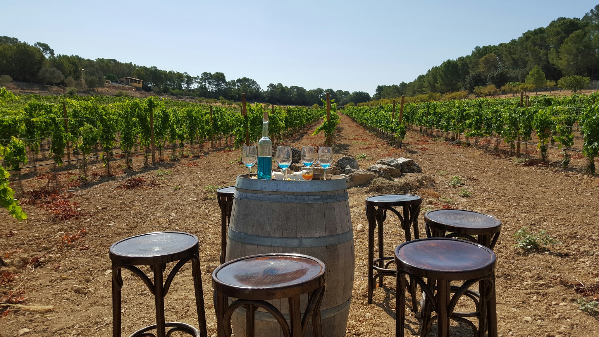 Wine Tasting in Pollença photo 5