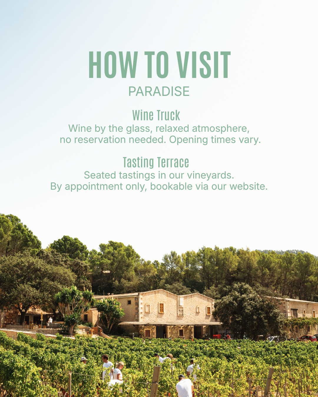 Wine Tasting in Andratx