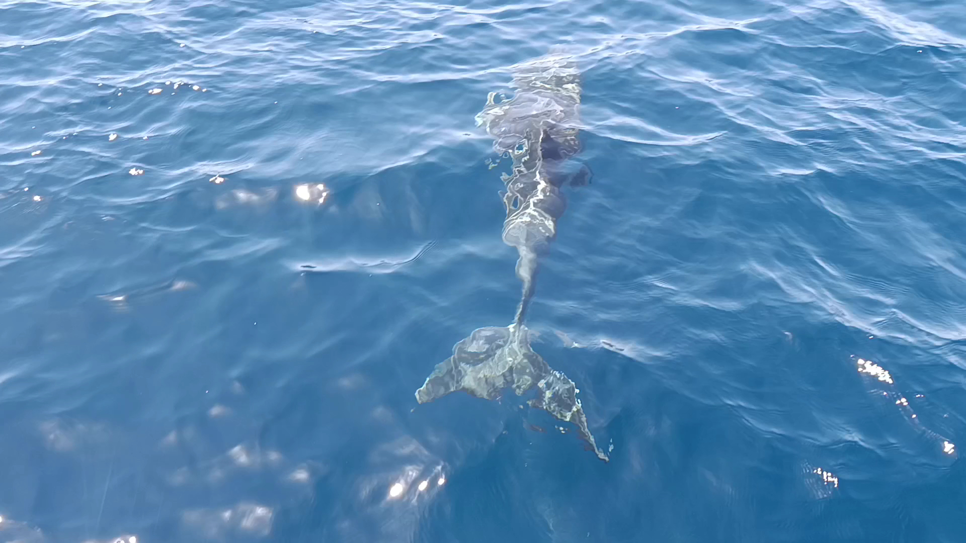 Whale Watching in Cala Pi photo 2