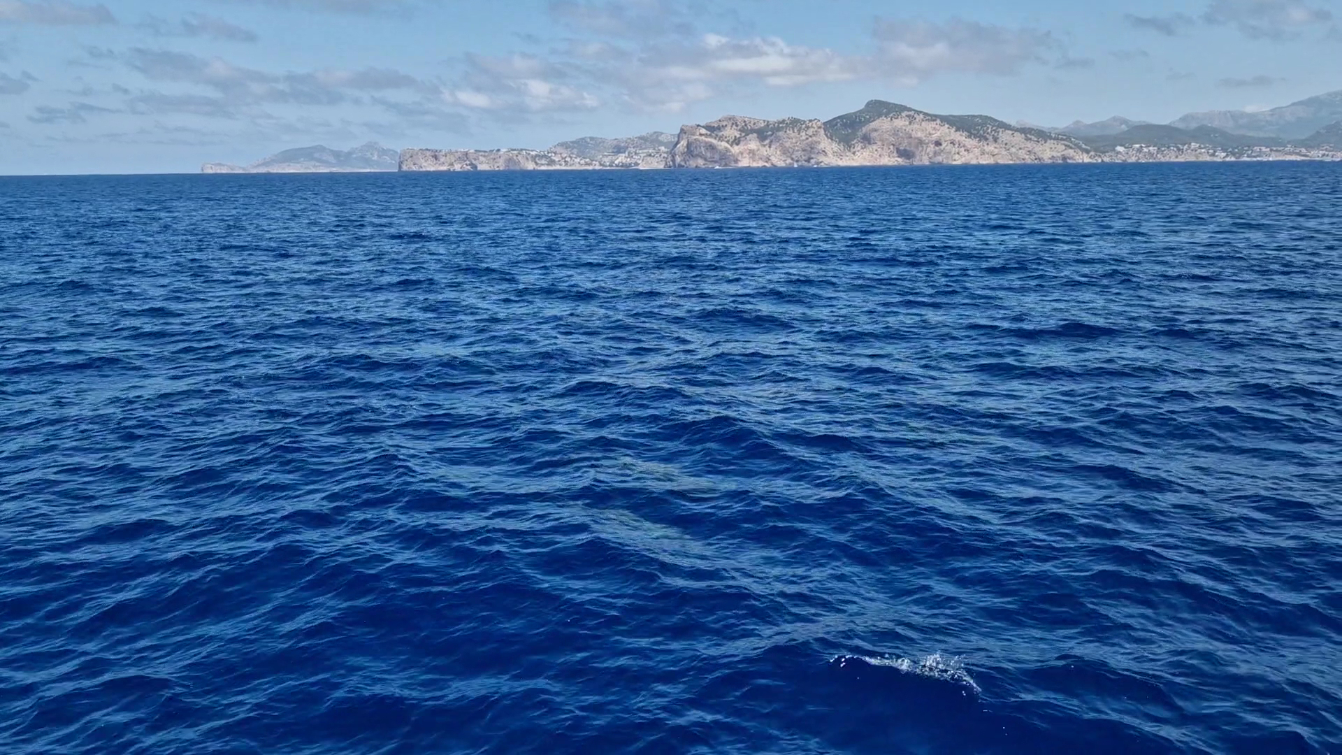 Whale Watching in Cala Pi photo 3