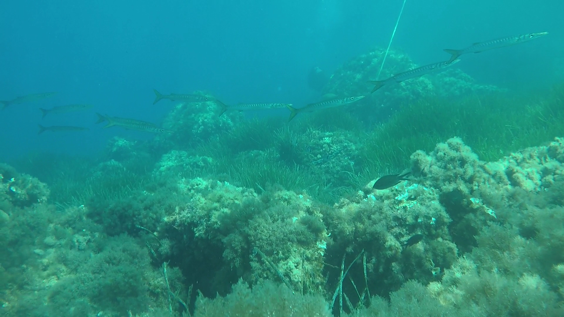 Diving & Snorkeling in Cala Nova photo 3