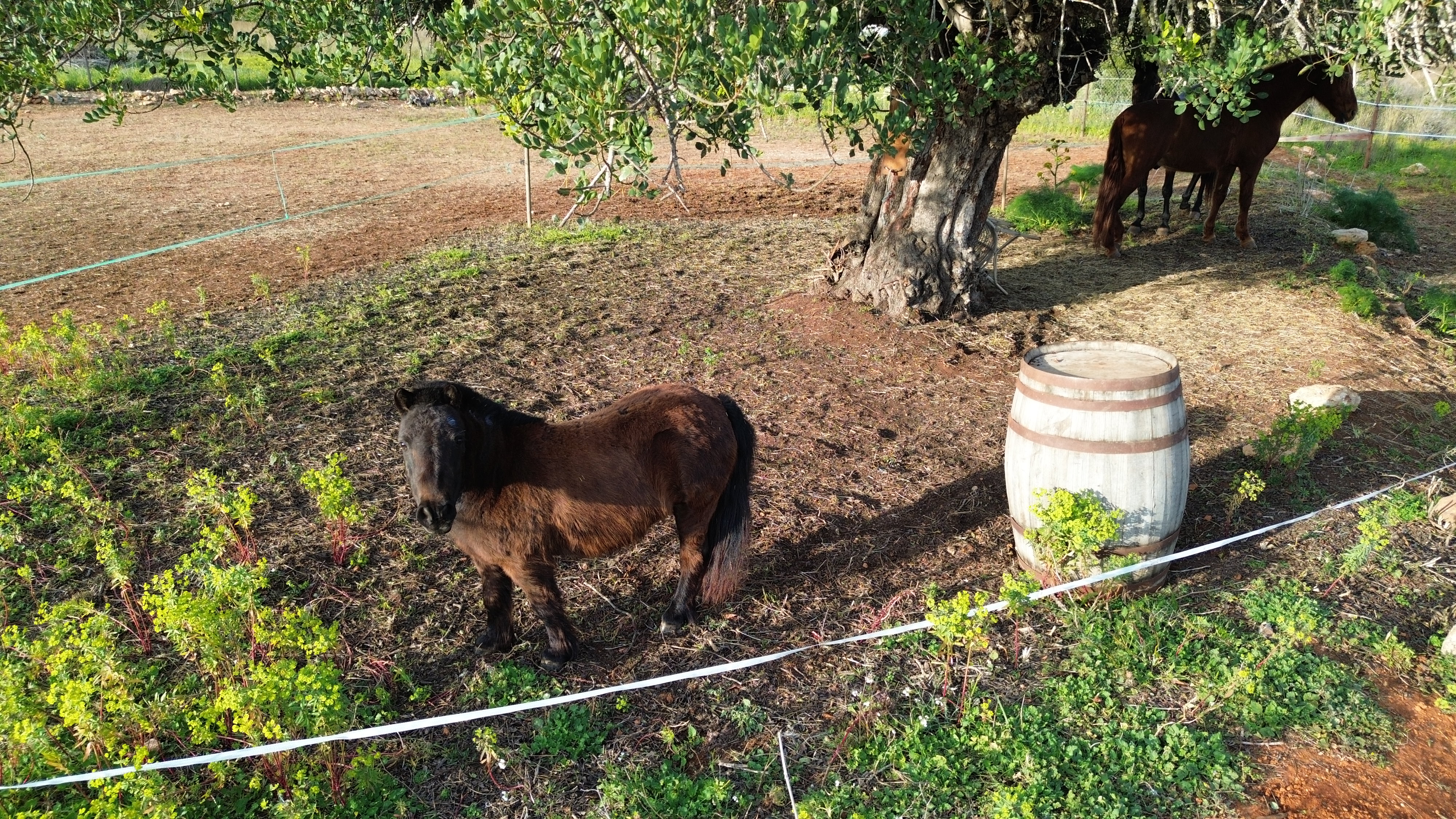 Horseback Riding in Es Canar photo 2