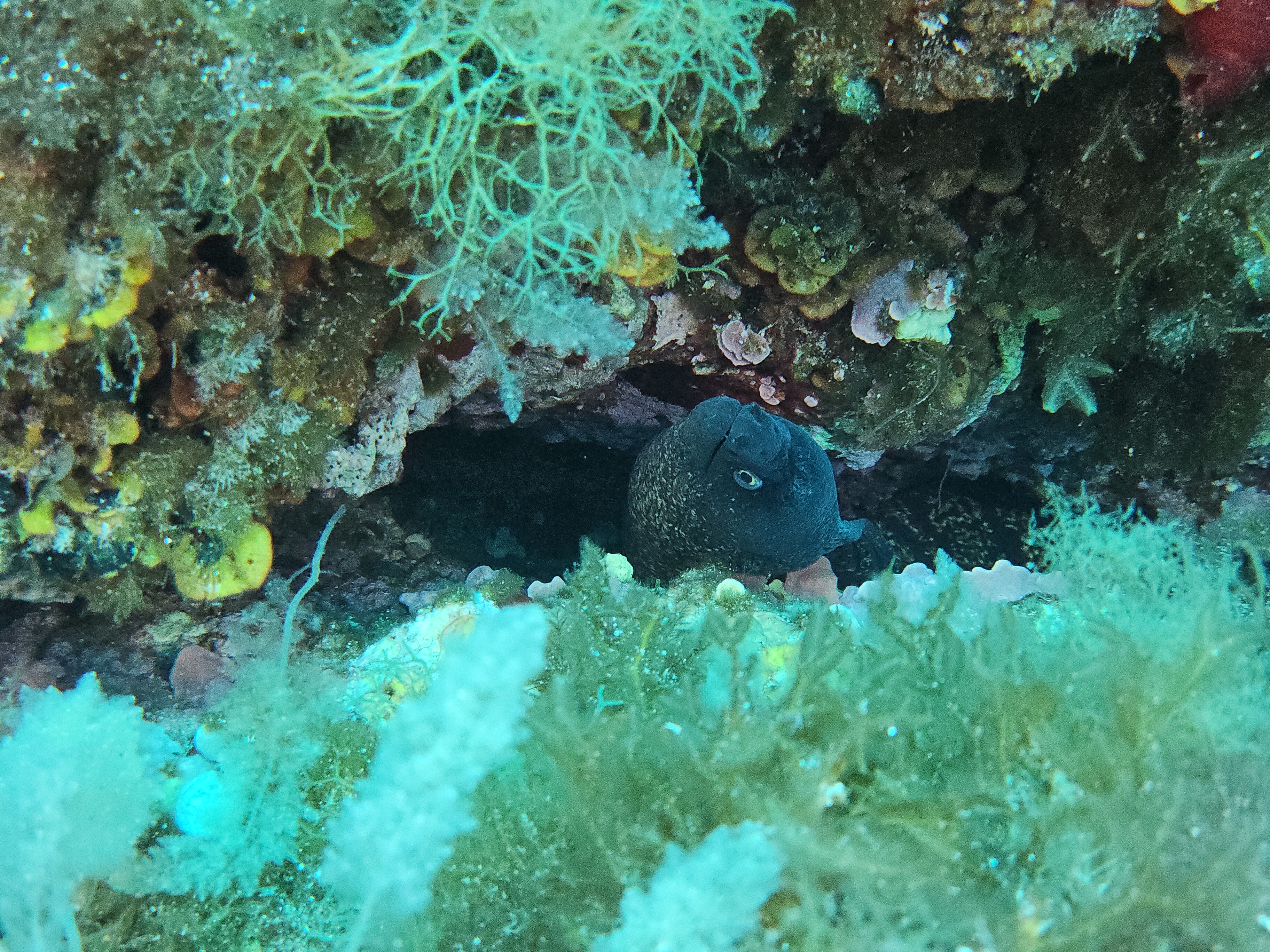 Scuba Courses in Es Canar photo 2