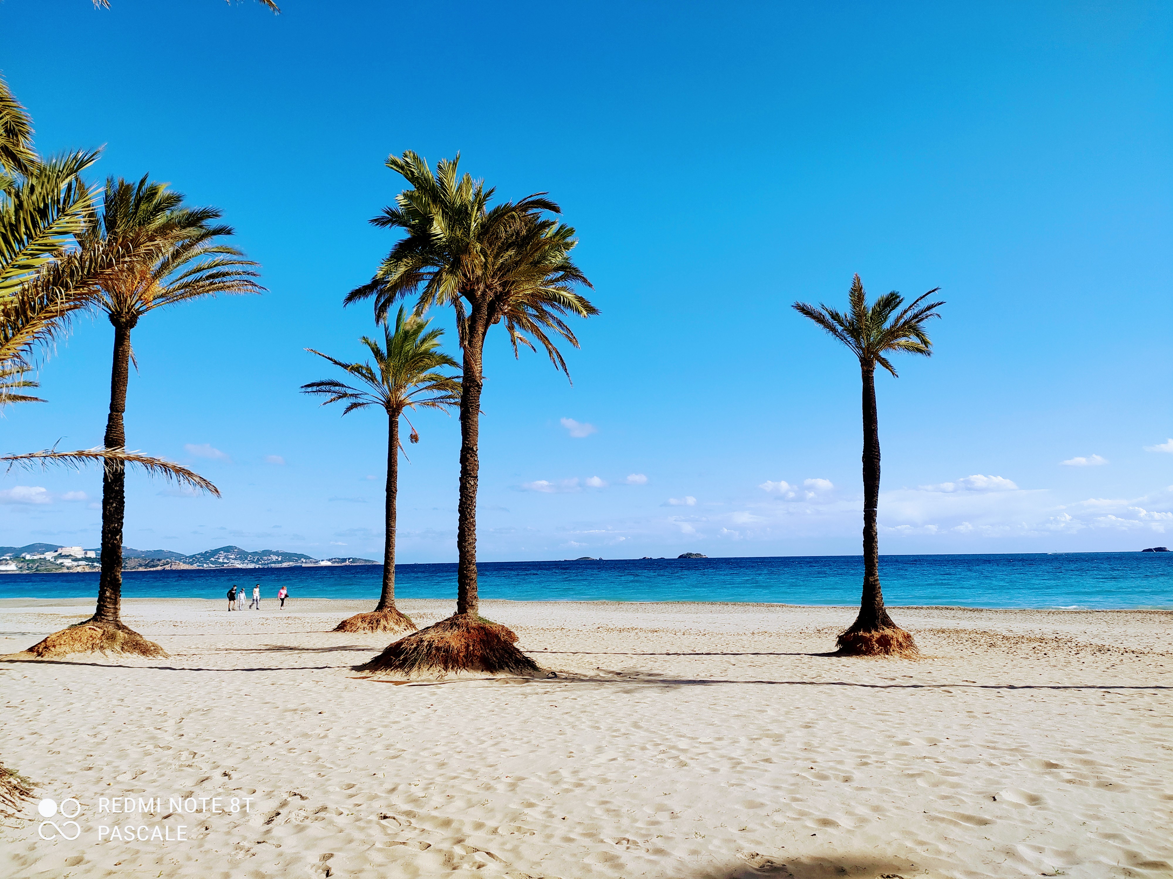 Dolphin Watching in Playa d'en Bossa photo 4
