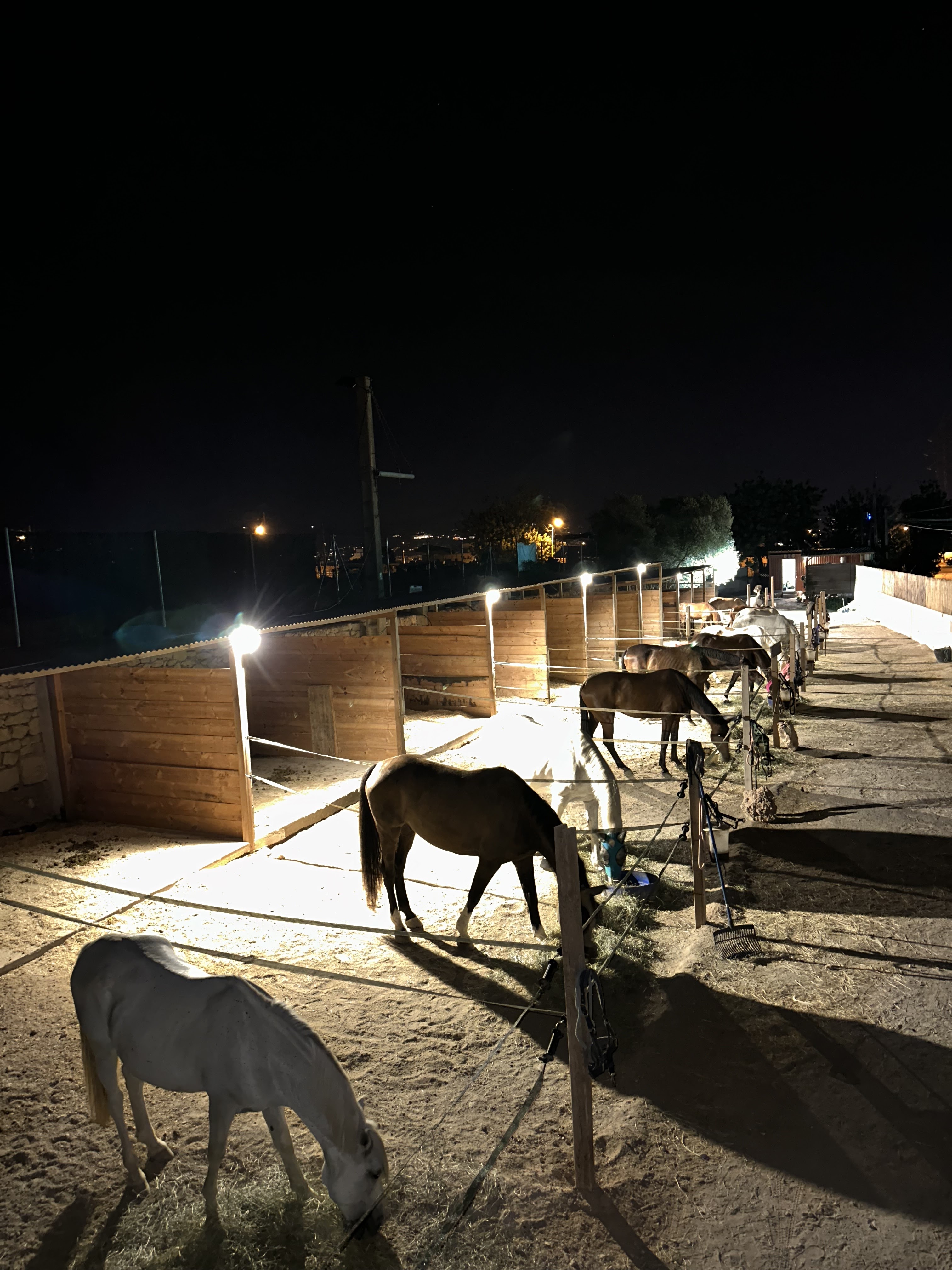 Horseback Riding in Ibiza Town photo 3