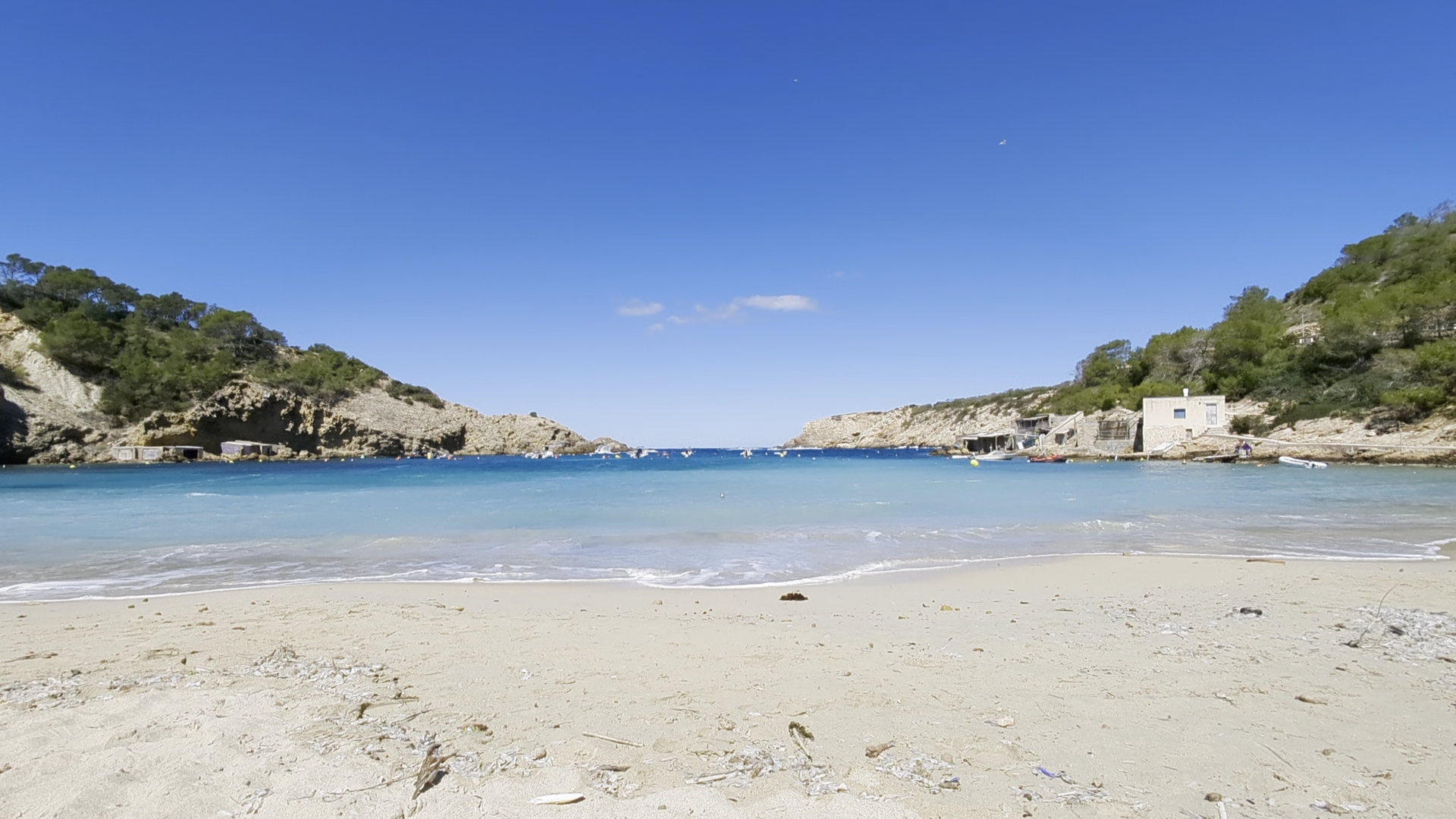 Whale Watching in Cala Vadella photo 3