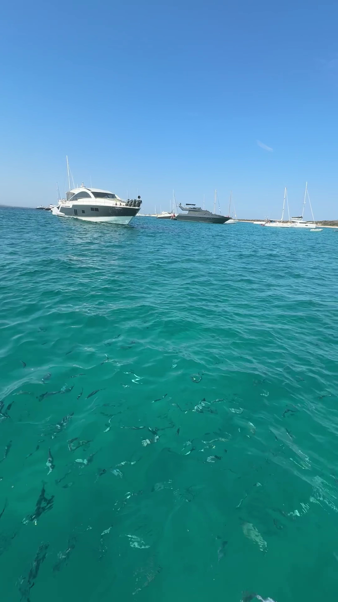 Dolphin Watching in Es Pujols photo 3