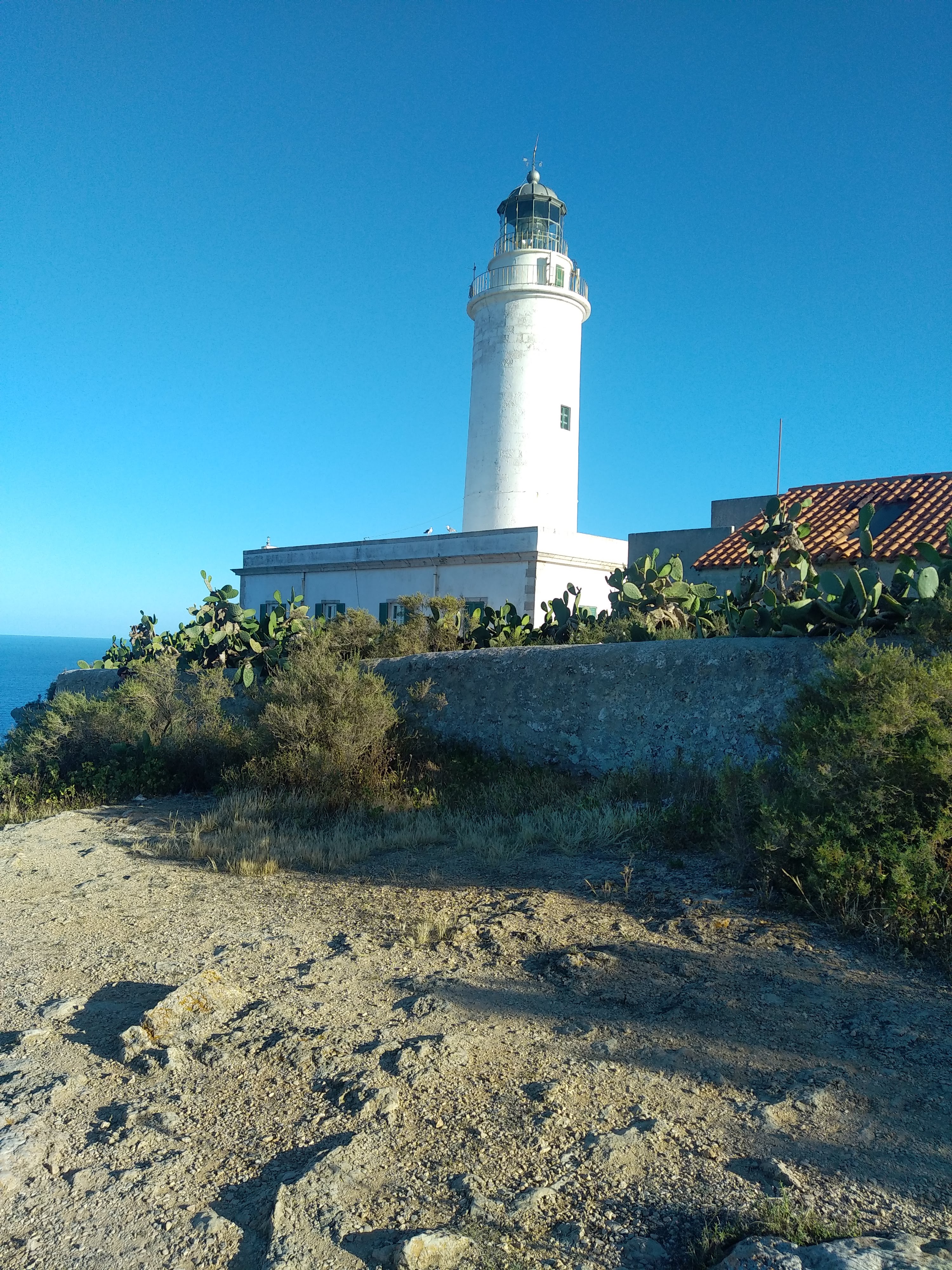 Dolphin Watching in El Pilar de la Mola photo 2