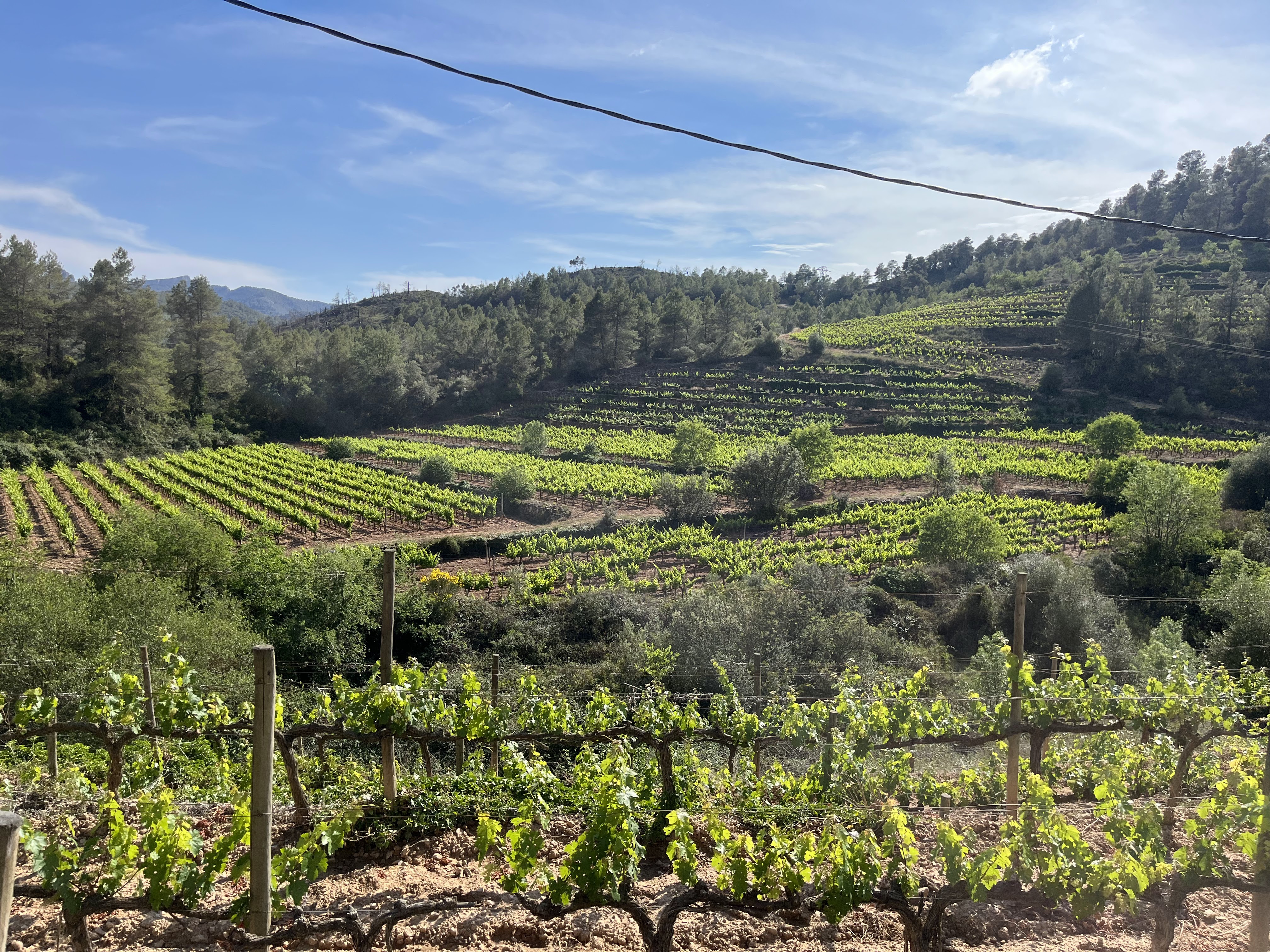 Wine Tasting in Sant Rafel