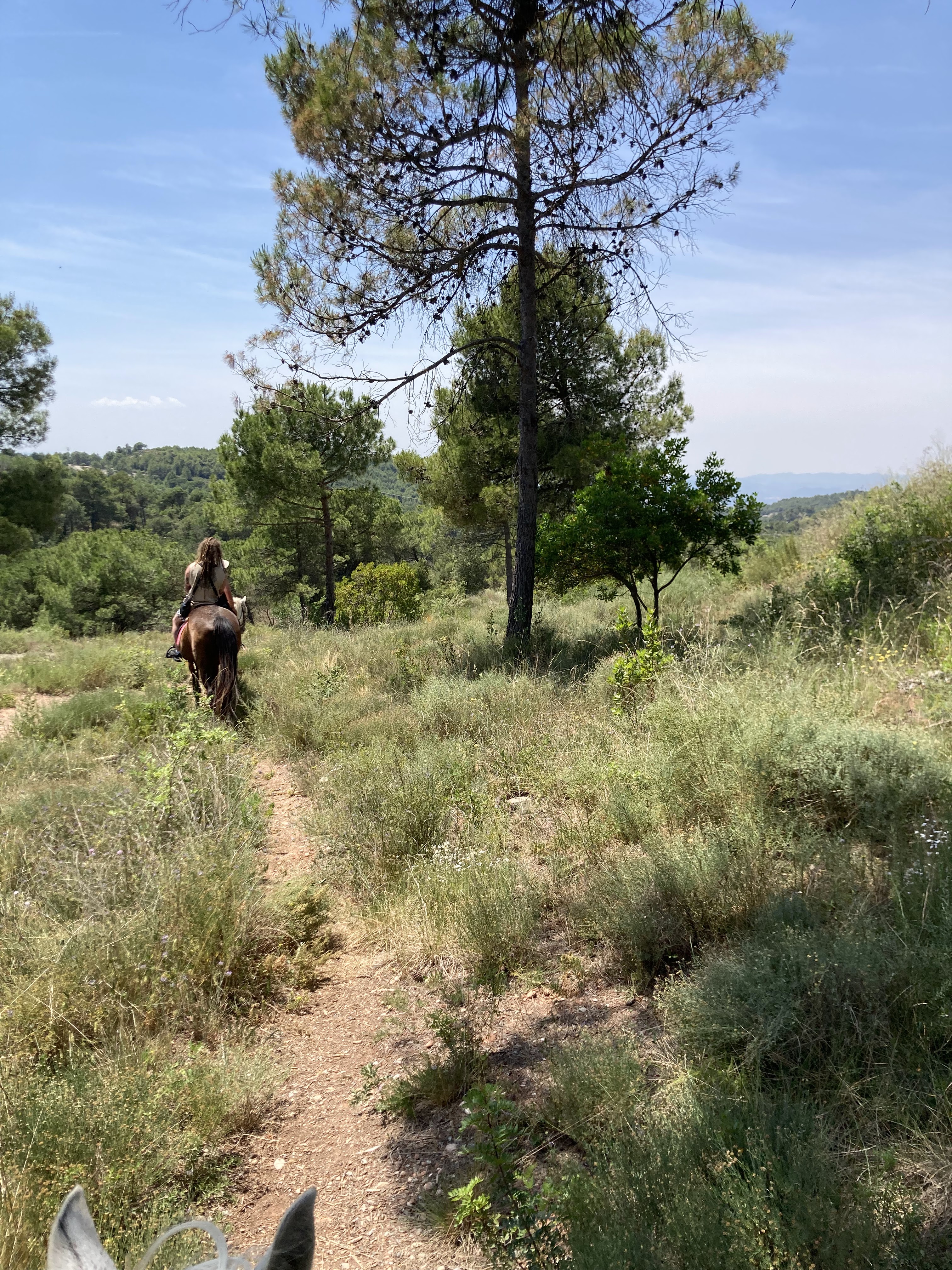 Horseback Riding in Talamanca photo 2