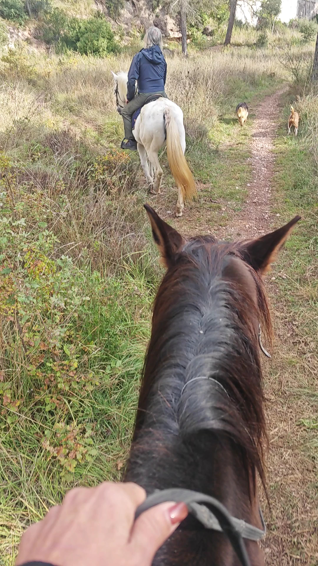 Horseback Riding in Talamanca photo 4