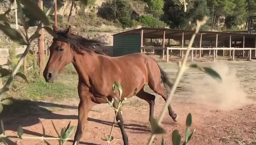 Horseback Riding in Talamanca photo 5