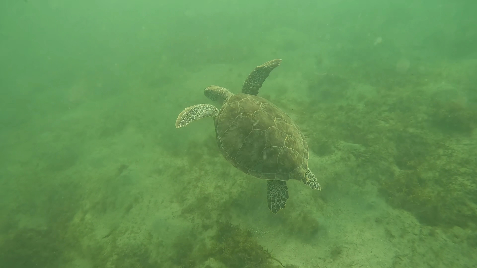 Diving & Snorkeling in San Juan photo 3