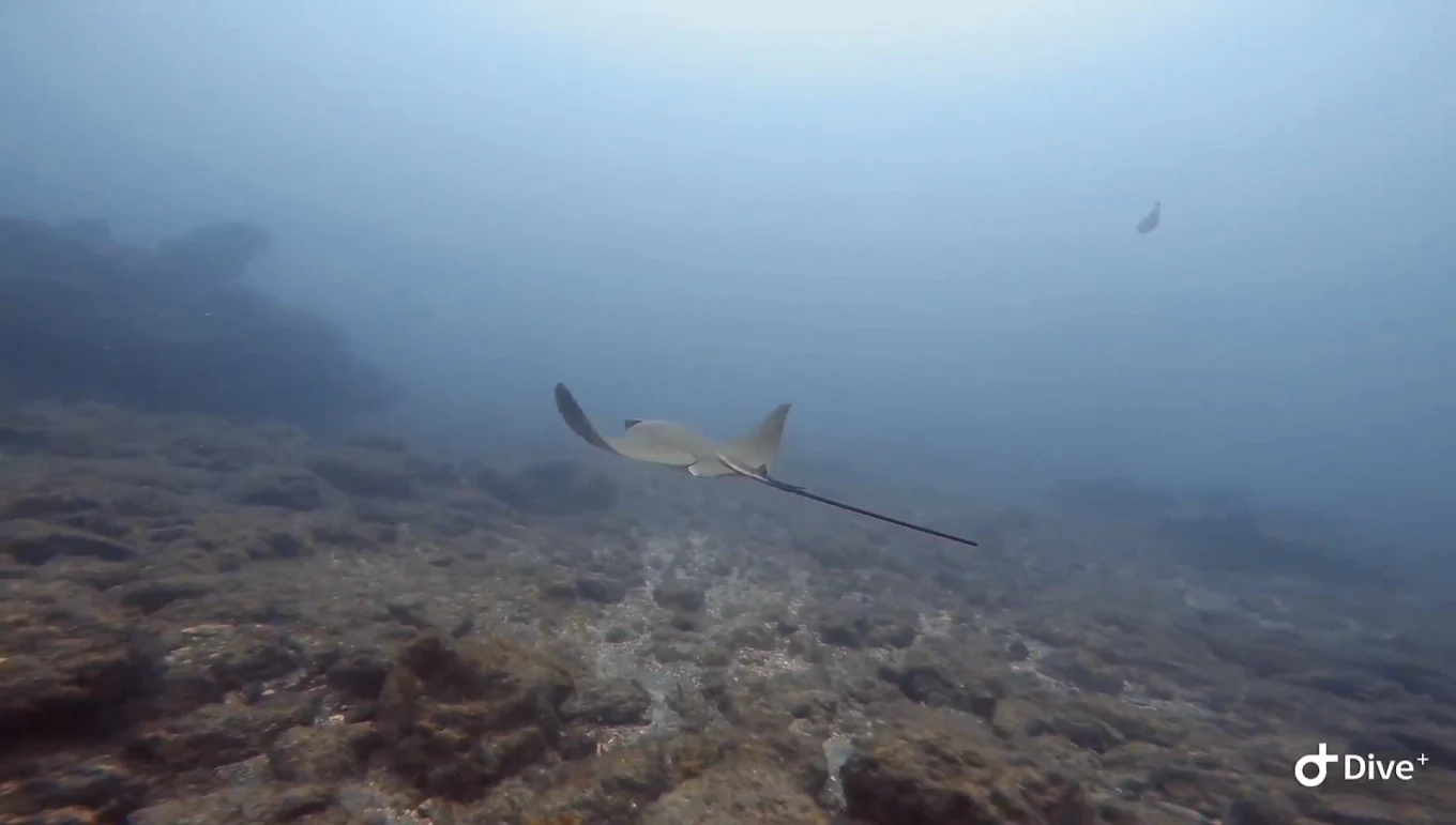 Diving Mogán