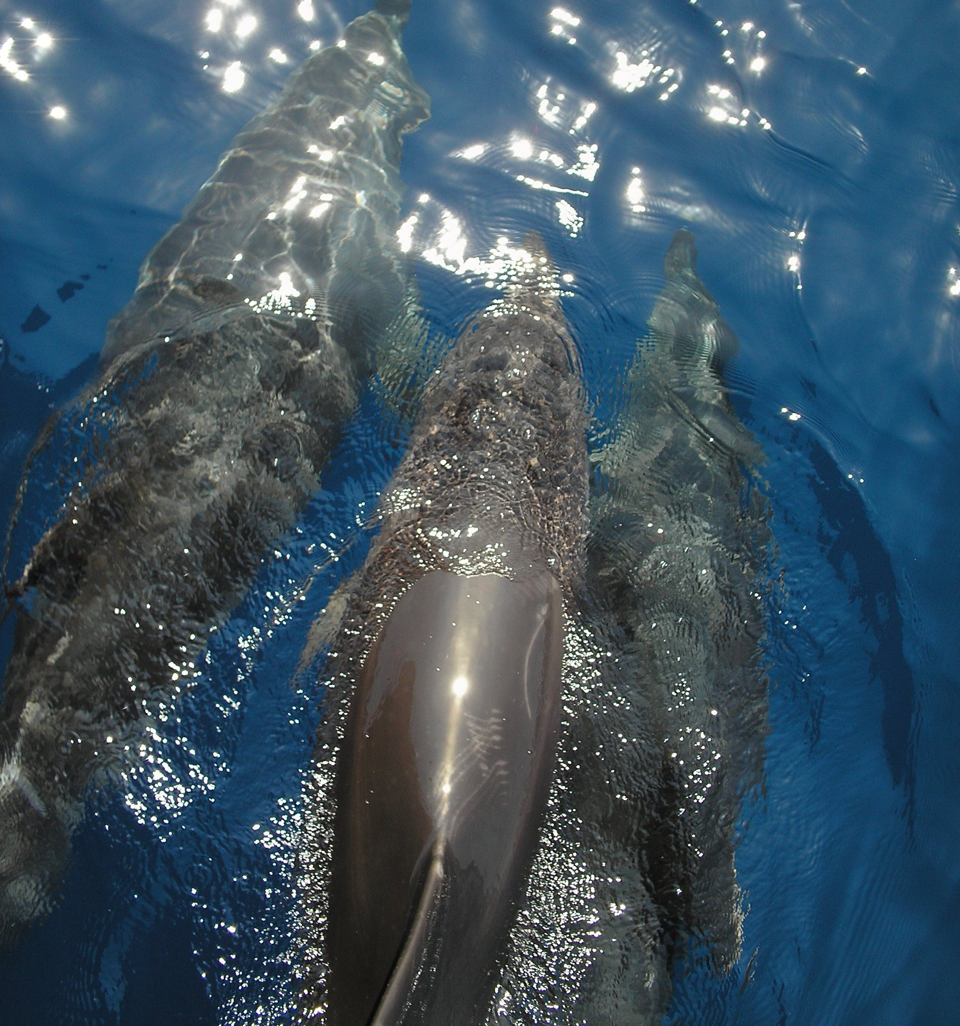 Whale Watching Las Palmas