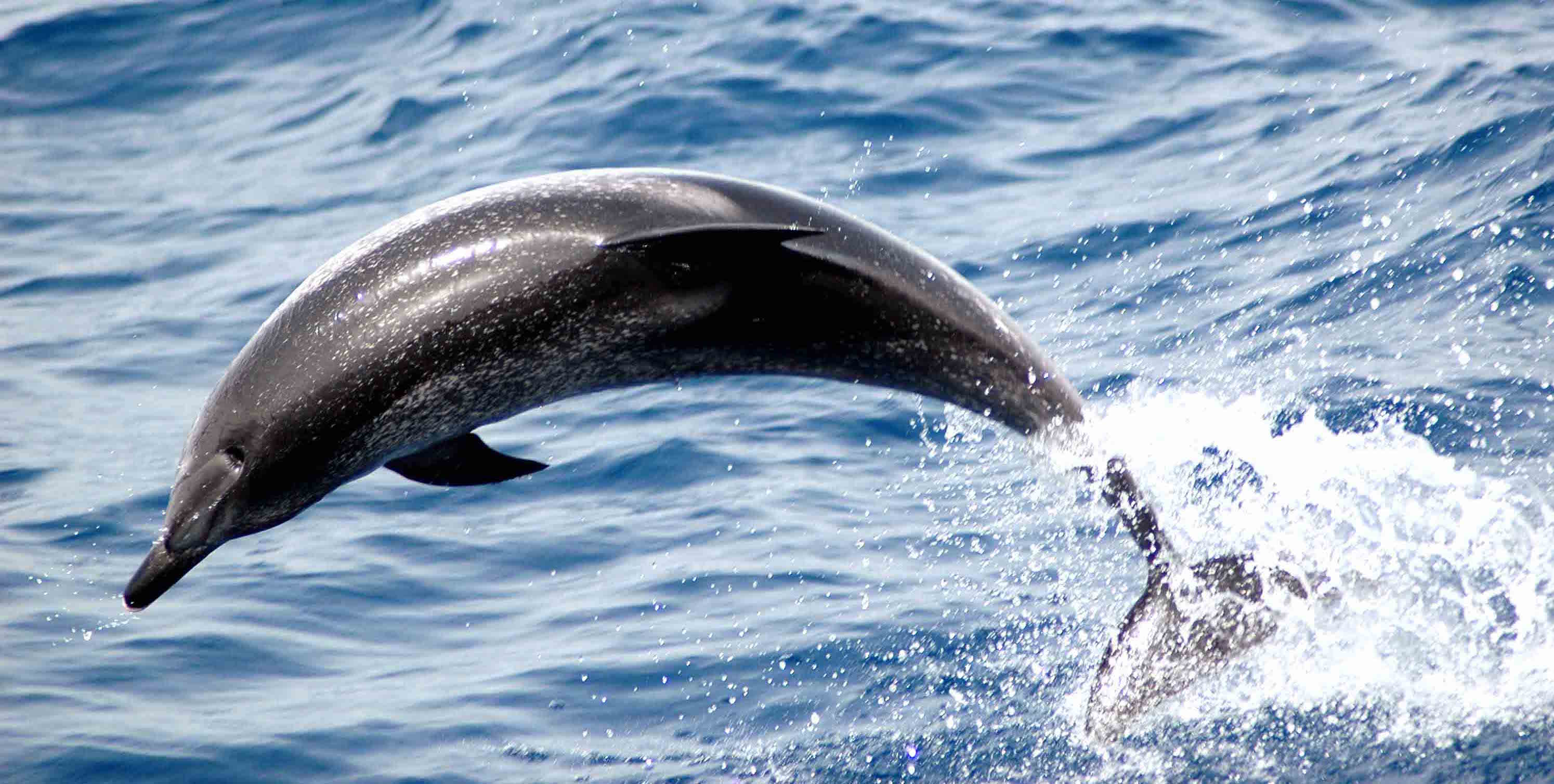 Whale Watching Las Palmas photo 4