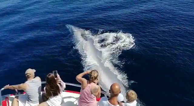 Whale Watching Las Palmas photo 5