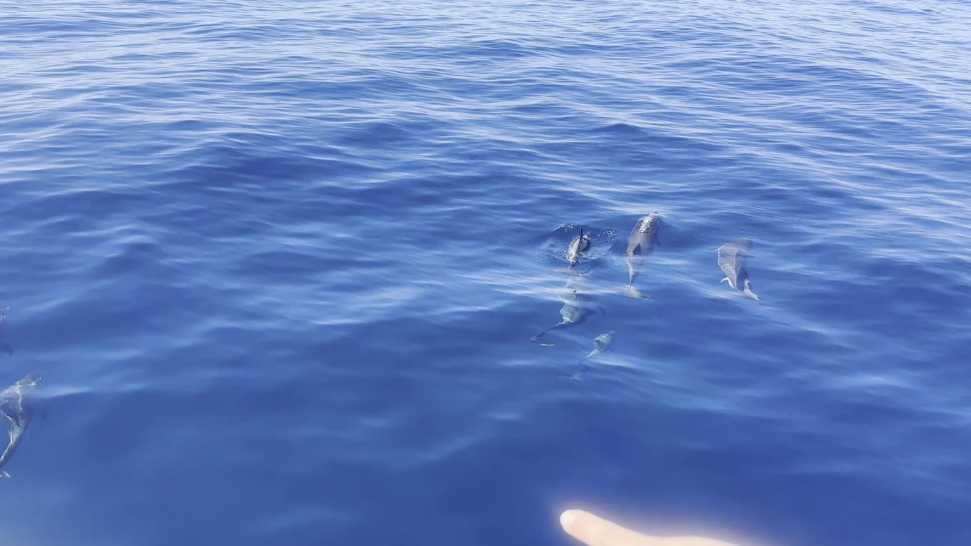 Whale Watching SA photo 2